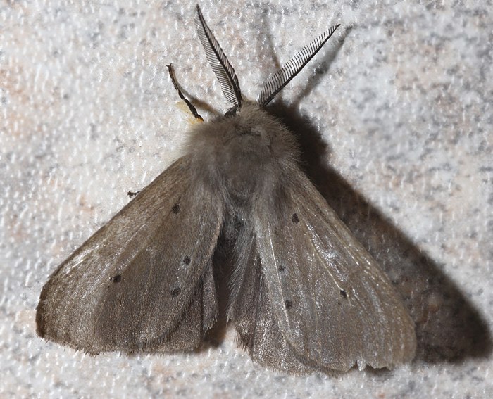 Grauer Fleckleibbr (Diaphora mendica)