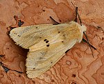 Gelber Fleckleibbr (Spilosoma lutea) [2408 views]