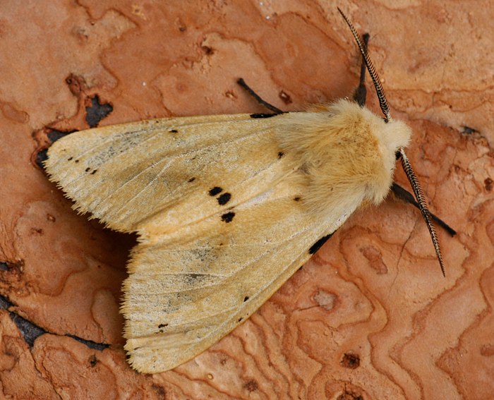 Gelber Fleckleibbr (Spilosoma lutea)