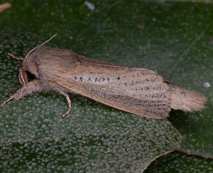 Rohrbohrer (Phragmataecia castaneae)