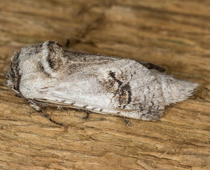 Spargelbohrer (Parahypopta caestrum)