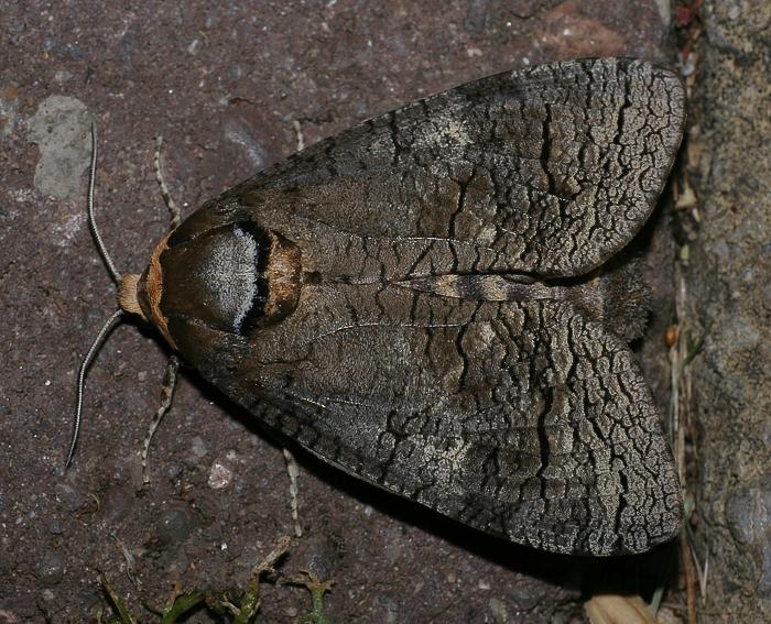 Weidenbohrer (Cossus cossus) Weidenbohrer (Cossus cossus)