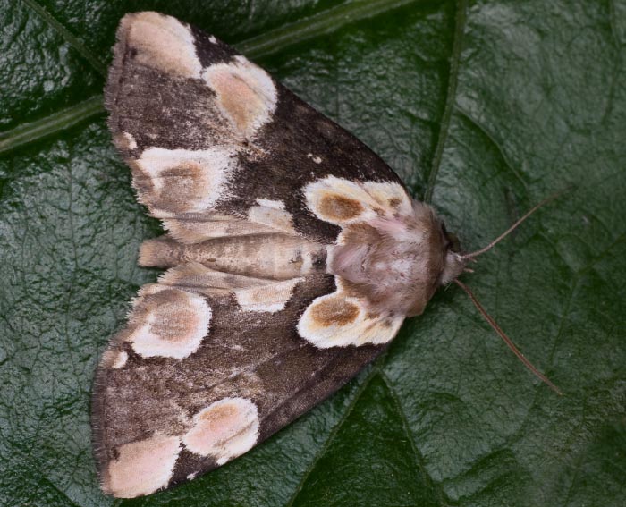 Roseneule (Thyatira batis)