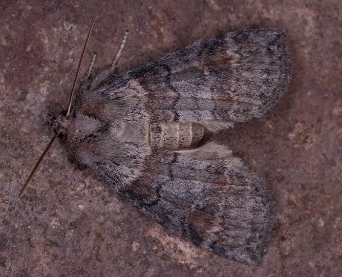 Violettgrauer Eulenspinner (Cymatophorina diluta)