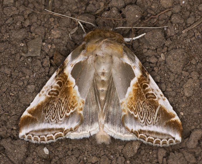 Achat-Eulenspinner (Habrosyne pyritoides)