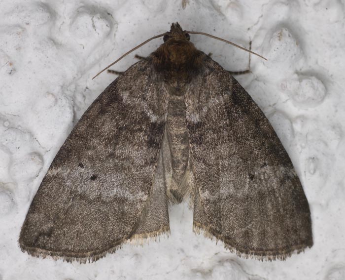 Zweipunkt-Eulenspinner (Ochropacha duplaris)