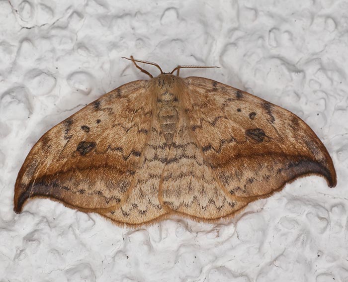 Heller Sichelflügler (Drepana falcataria) Heller Sichelflügler (Drepana falcataria)