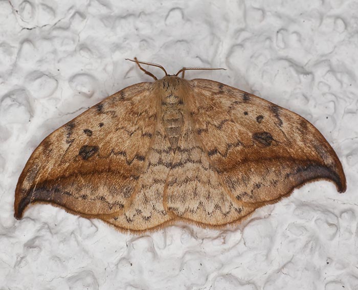 Heller Sichelflgler (Drepana falcataria)