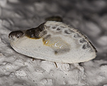 Weißer Sichelflügler (Cilix glaucata) [719 views]
