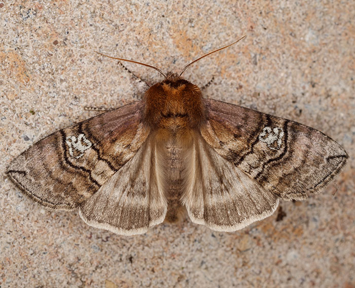 Augen-Eulenspinner (Tethea ocularis)