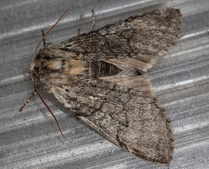 Gelbhorn-Eulenspinner (Achlya flavicornis)