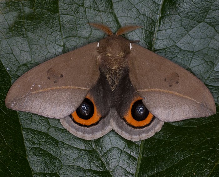 (Automeris naranja) <br>  Augenspinner (Saturniidae)