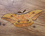 Eichenseidenspinner (Antheraea yamamai) <br> Augenspinner (Saturniidae) [1319 views]