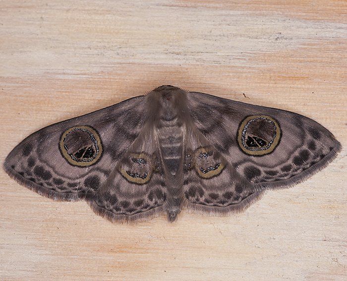 (Problepsis asira) <br> Spanner (Geometridae)