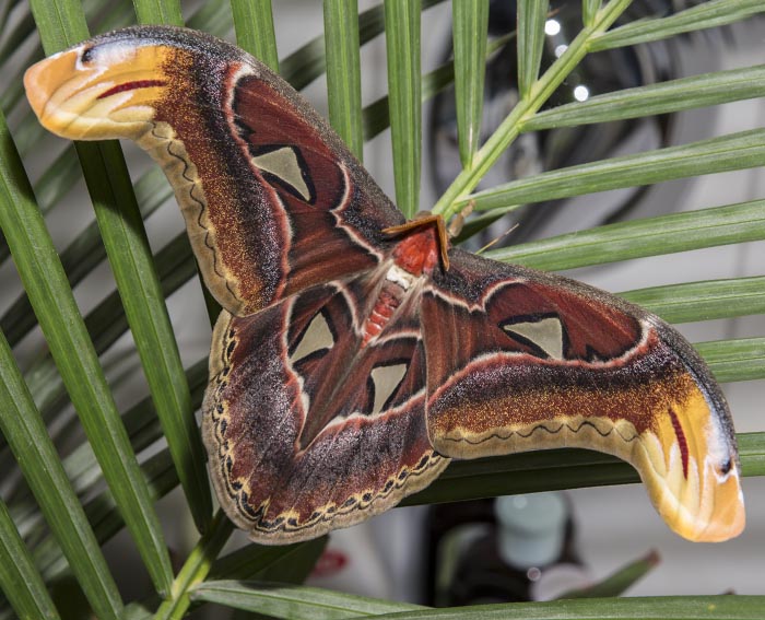 Atlasspinner (Attacus atlas) <br> Augenspinner (Saturniidae)