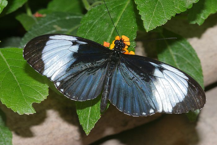 (Heliconius cydno)<br> Nymphalidae