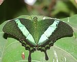 (Papilio palinurus)<br> Ritterfalter (Papilionidae) [3715 views]