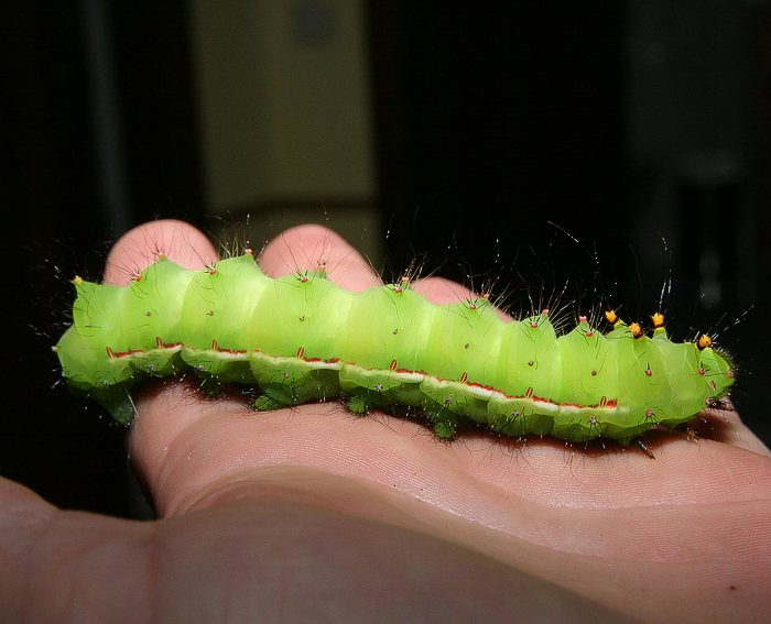 Indischer Mondspinner (Actias selene) Raupe <br> Augenspinner (Saturniidae)