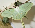 Indischer Mondspinner (Actias selene)<br> Augenspinner (Saturniidae) [4424 views]