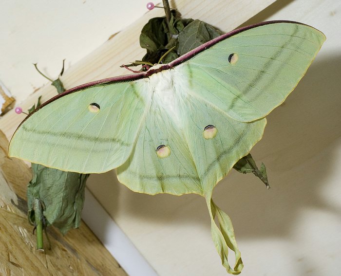 Indischer Mondspinner (Actias selene)<br> Augenspinner (Saturniidae)