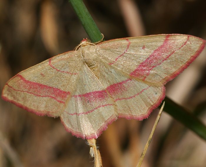 Rotbandspanner (Rhodostrophia vibicaria)