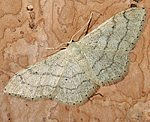 Breitgebnderter Staudenspanner (Idaea aversata) f. remutata [2293 views]