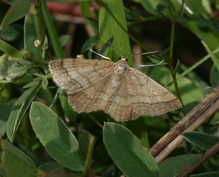 Rostspanner (Scopula rubiginata)