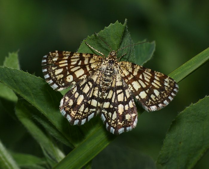 Gitterspanner (Chiasmia clathrata)