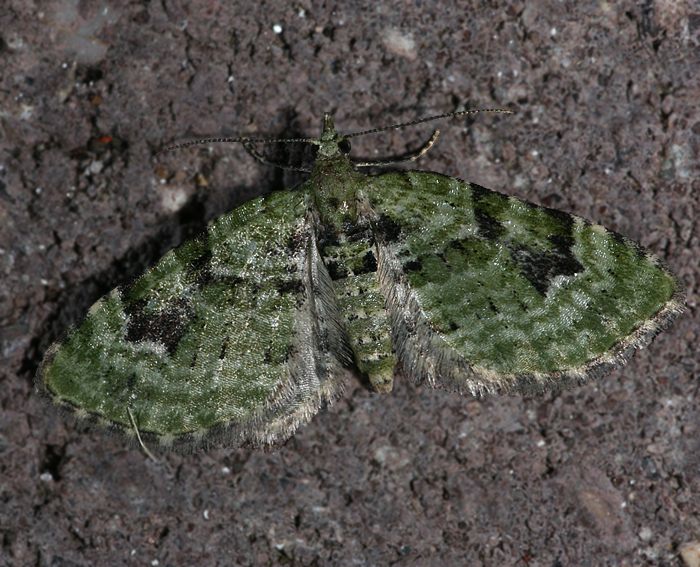 Grner Bltenspanner (Chloroclystis v-ata)