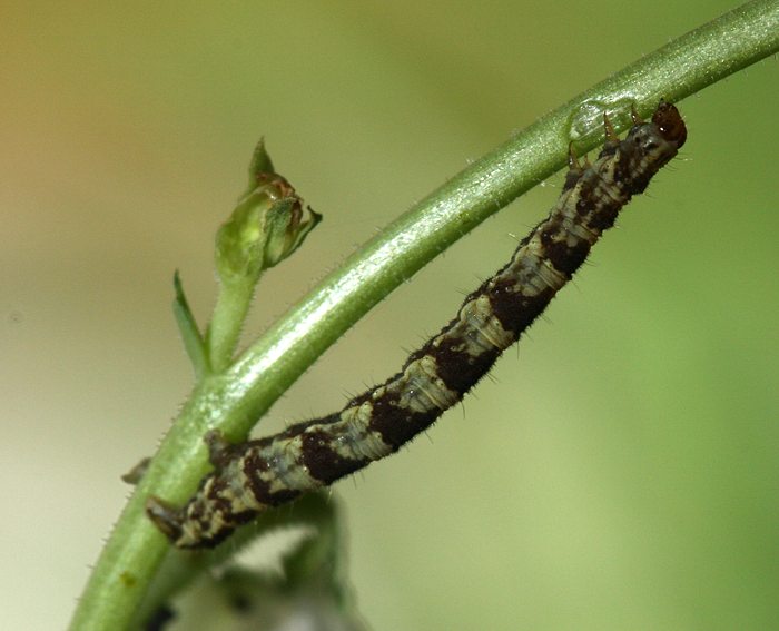 Leinkraut-Bltenspanner (Eupithecia linariata) Raupe