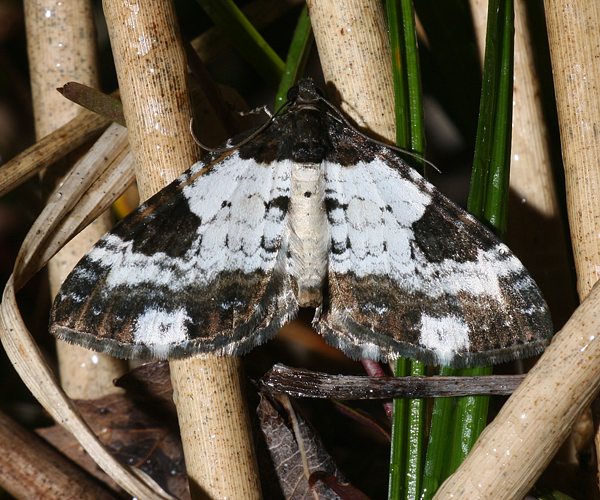 Sturmvogel (Melanthia procellata)