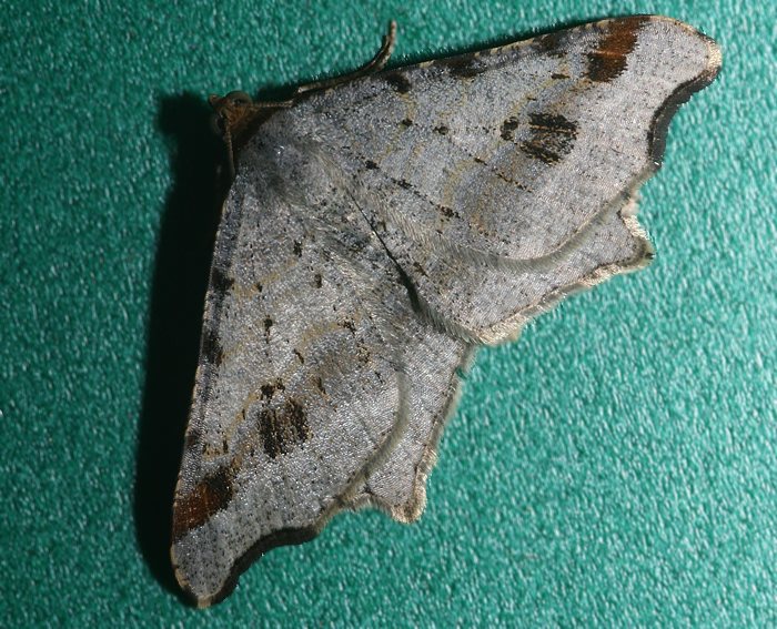 Dunkelgrauer Eckflgelspanner (Macaria alternata)