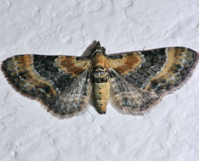 Leinkraut-Bltenspanner (Eupithecia linariata)