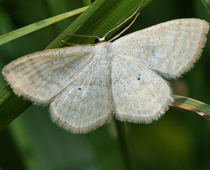 Vierpunkt-Kleinspanner (Scopula immutata)