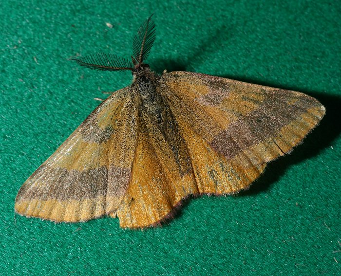 Ampfer-Purpurspanner (Lythria cruentaria)