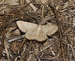 Mausgrauer Esparsettenspanner (Tephrina murinaria) [1997 views]