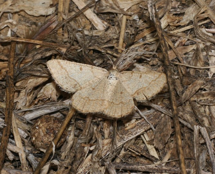 Mausgrauer Esparsettenspanner (Tephrina murinaria)