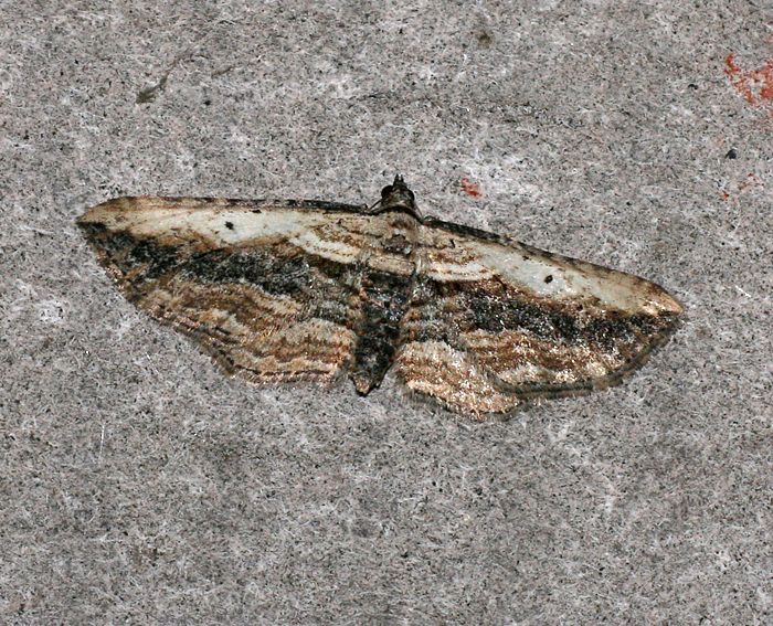 Zweifarbiger Waldrebenspanner (Horisme vitalbata)