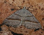 Braungrauer Wellenstriemenspanner (Scotopteryx luridata) [2128 views]