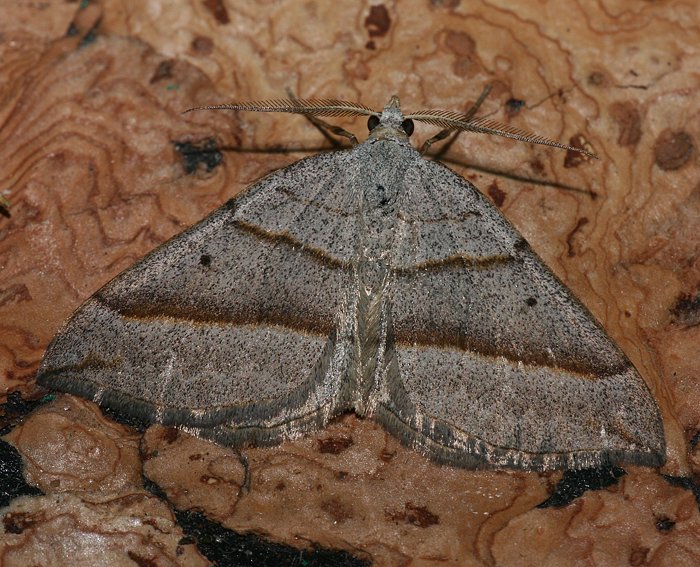 Braungrauer Wellenstriemenspanner (Scotopteryx luridata)