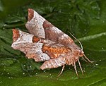 Violettbrauner Mondfleckspanner (Selenia tetralunaria) [2019 views]