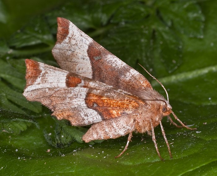 Violettbrauner Mondfleckspanner (Selenia tetralunaria)