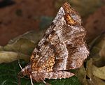 Dreistreifiger Mondfleckspanner (Selenia dentaria) [2226 views]