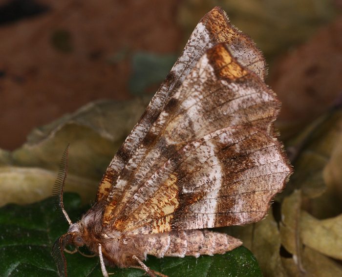 Dreistreifiger Mondfleckspanner (Selenia dentaria)