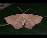 Rtlichbrauner Eichenspanner (Campaea honoraria) [2137 views]