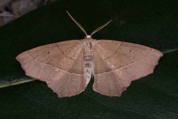 Rtlichbrauner Eichenspanner (Campaea honoraria)