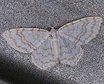Ungepunkteter Zierspanner (Asthena albulata) [2529 views]