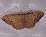 (Idaea ostrinaria) [1950 views]