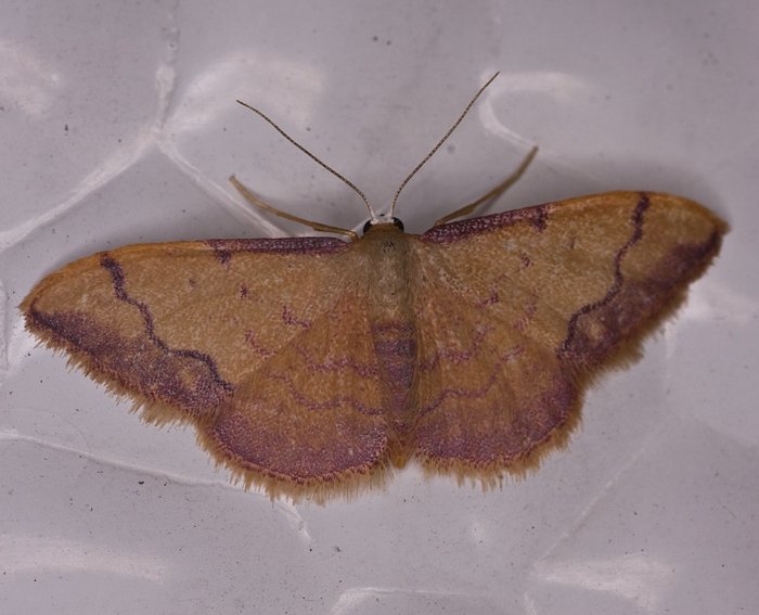 (Idaea ostrinaria)