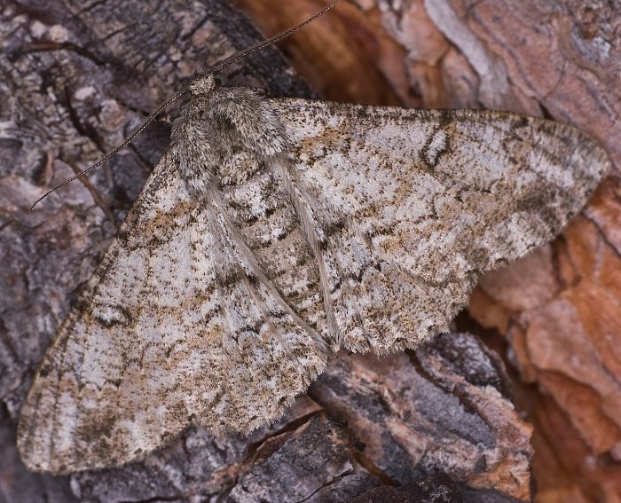 Schlehenhecken-Grauspanner (Ascotis selenaria)